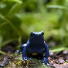 Blauer Pfeilgiftfrosch (Dendrobates azureus)