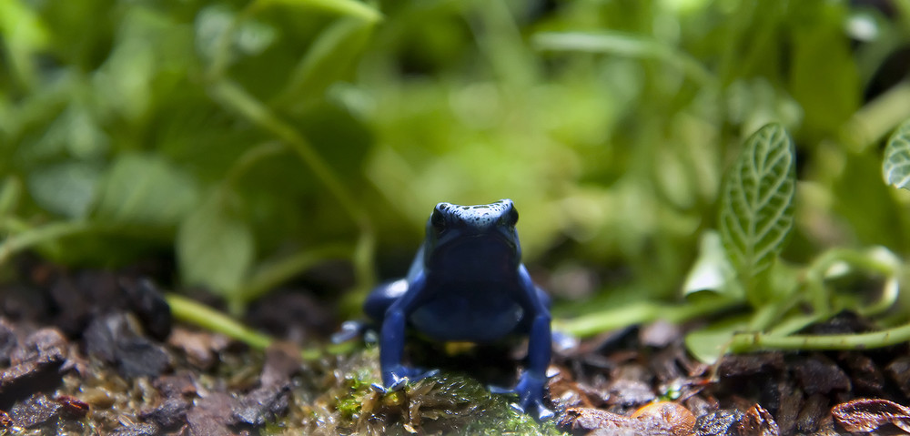 Blauer Pfeilgiftfrosch (Dendrobates azureus)