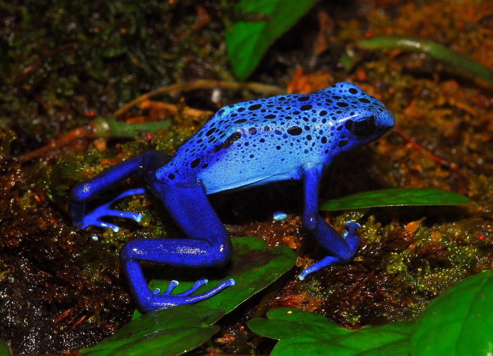Blauer Pfeilgiftfrosch (Dendrobates azureus) Teil 2 Foto & Bild | tiere