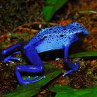 Blauer Pfeilgiftfrosch (Dendrobates azureus) Teil 2