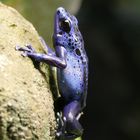Blauer Pfeilgiftfrosch im Wuppertaler Zoo 