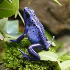 Blauer Pfeilgiftfrosch im Wuppertaler Zoo 