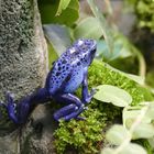 Blauer Pfeilgiftfrosch im Wuppertaler Zoo 