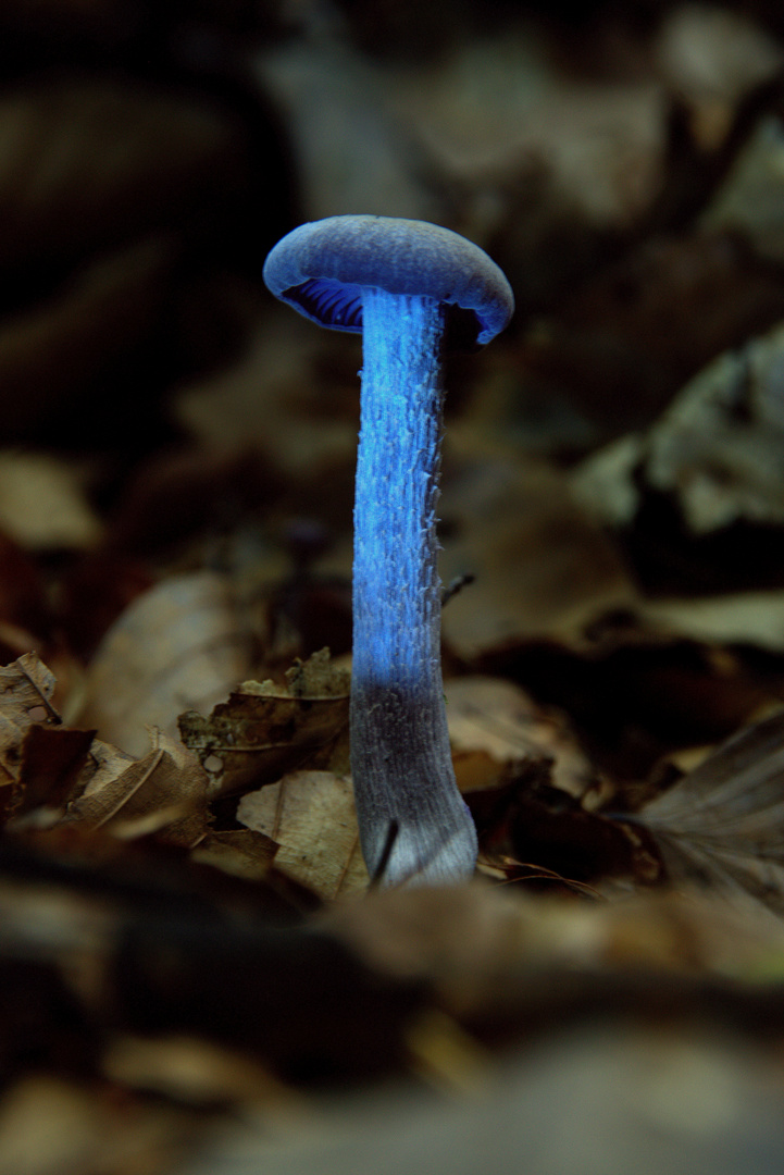 Blauer Pilz