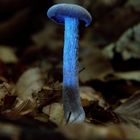 Blauer Pilz