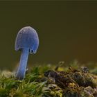 blauer Pilz in luftiger Höhe