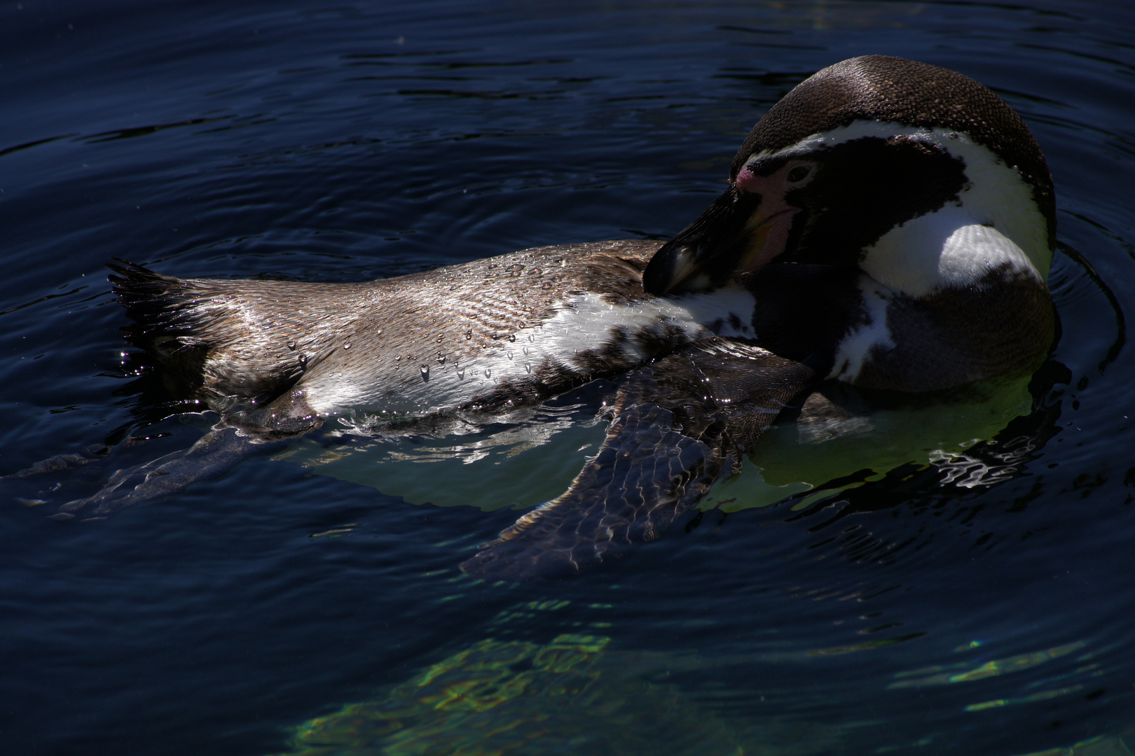 Blauer Pinguin