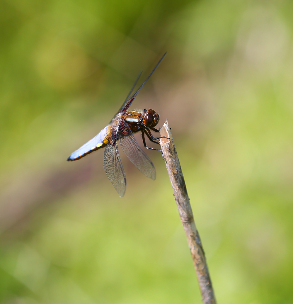 Blauer Plattbauch