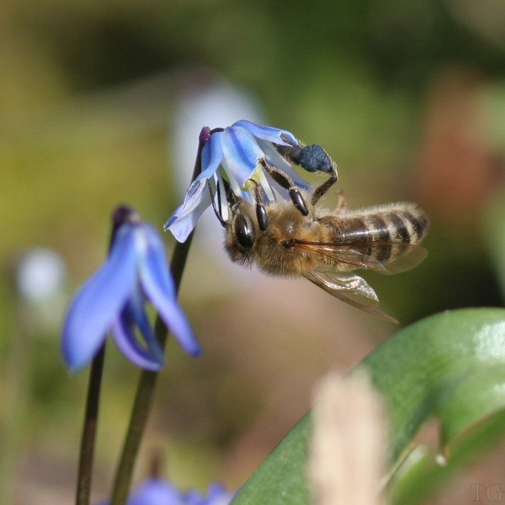 Blauer Pollen (2)