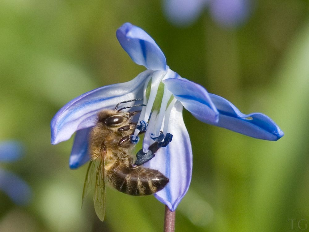 Blauer Pollen (3)