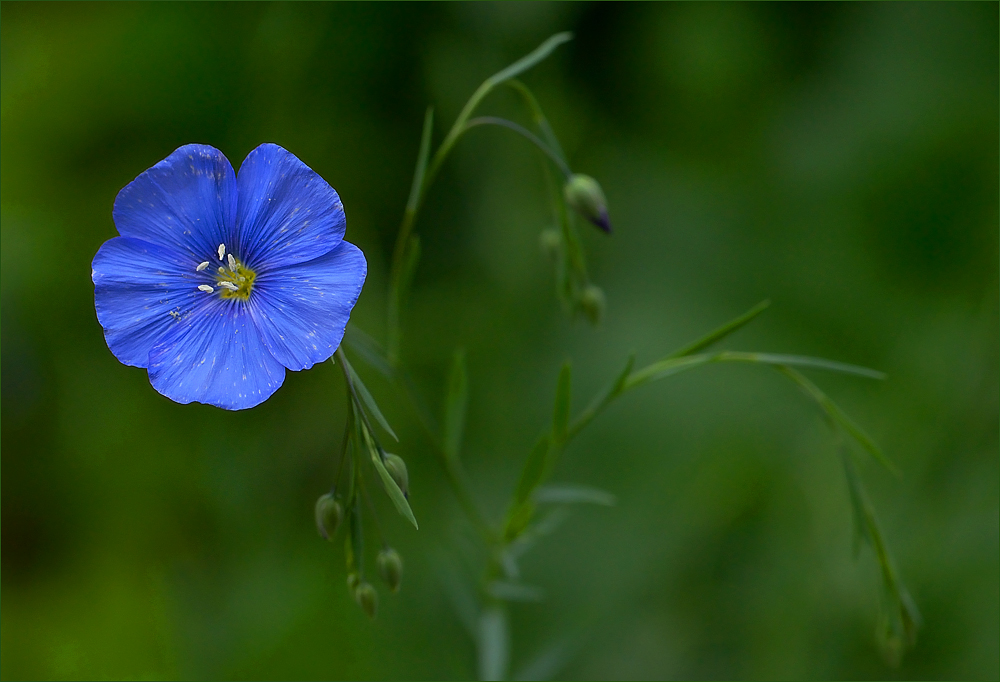 Blauer Punkt im Garten