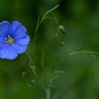 Blauer Punkt im Garten