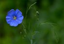 Blauer Punkt im Garten von Ilona aus DD 