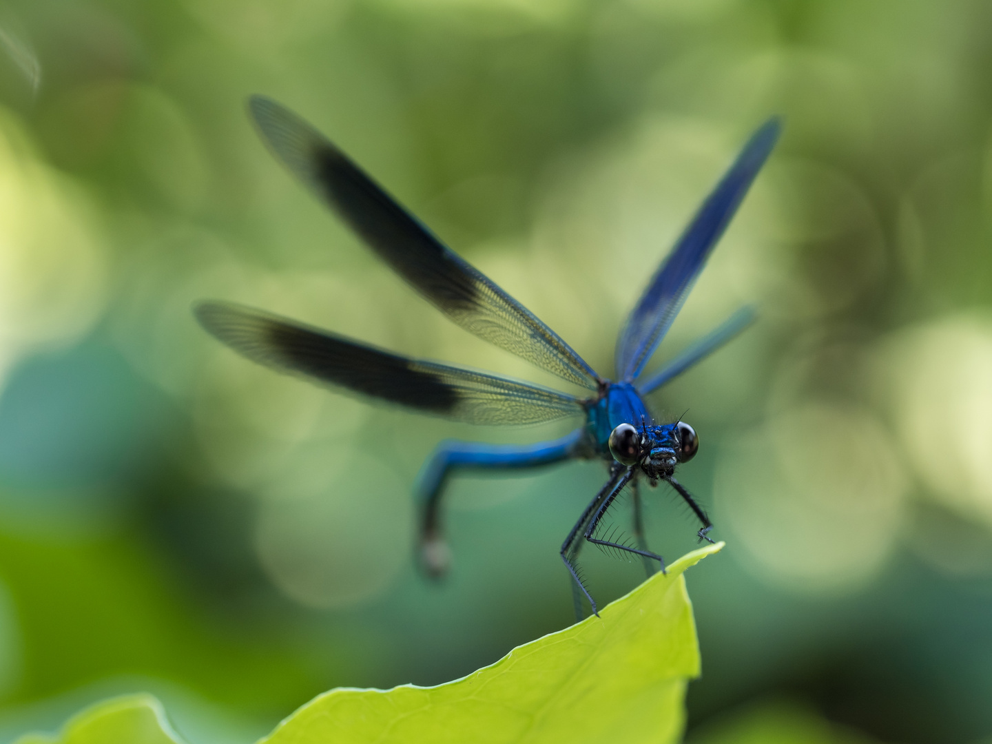 Blauer Räuber