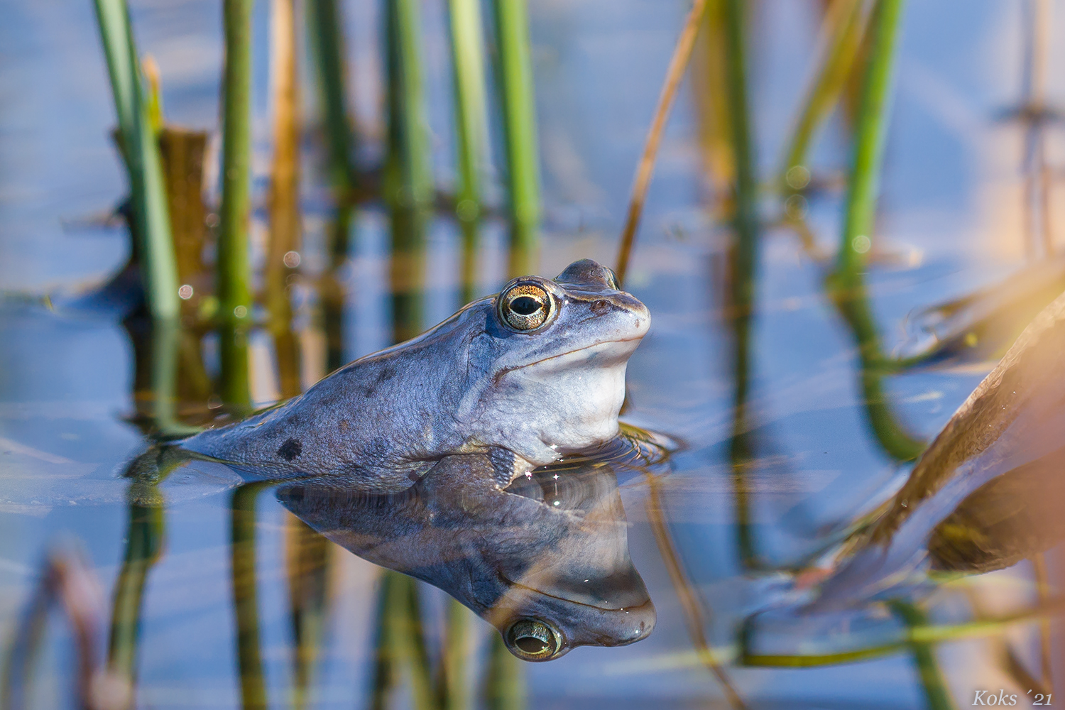 Blauer Ranidae Foto & Bild tiere, wildlife, amphibien & reptilien