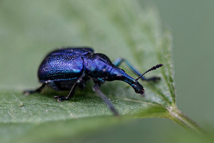 blauer Rebenstecher