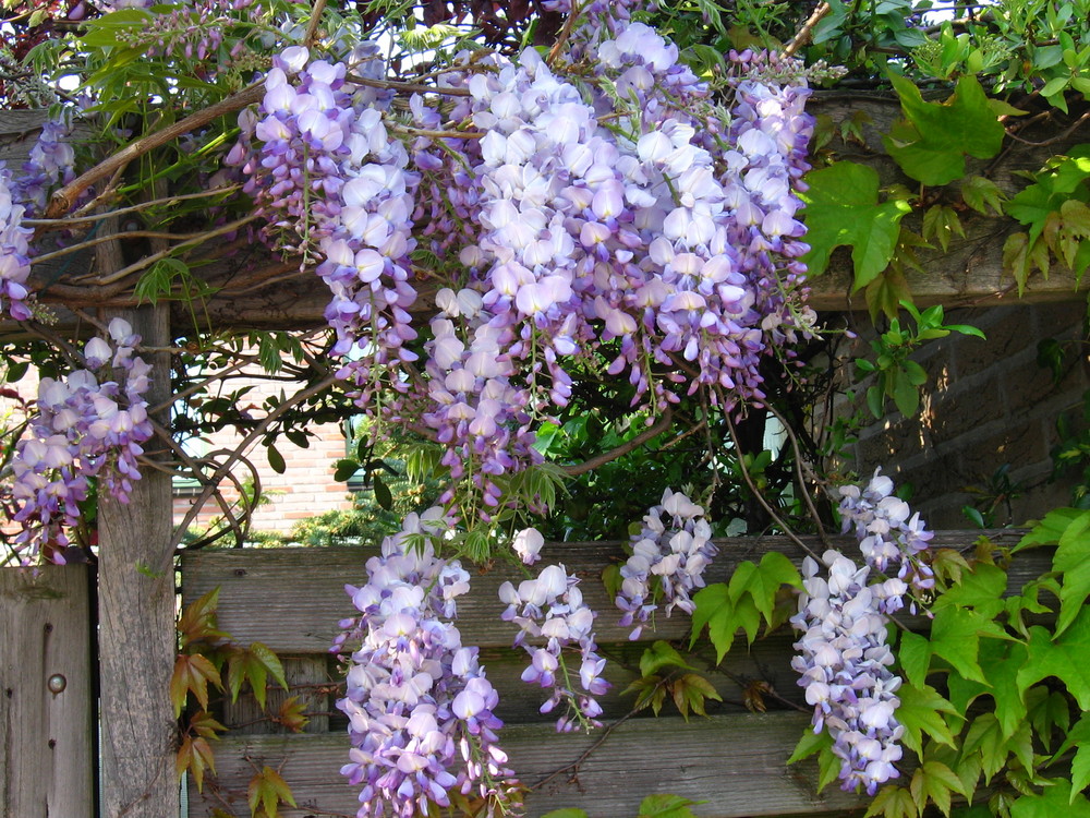 Blauer Regen Foto & Bild archiv projekte naturchannel, naturprojekte