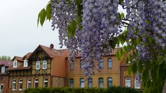 "blauer Regen über Mühlhausen"