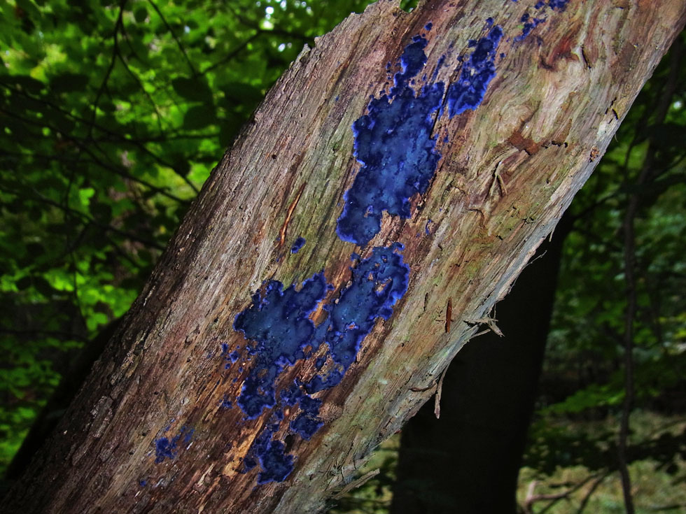 Blauer Rindenpilz