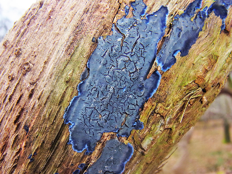 Blauer Rindenpilz (sehr selten)