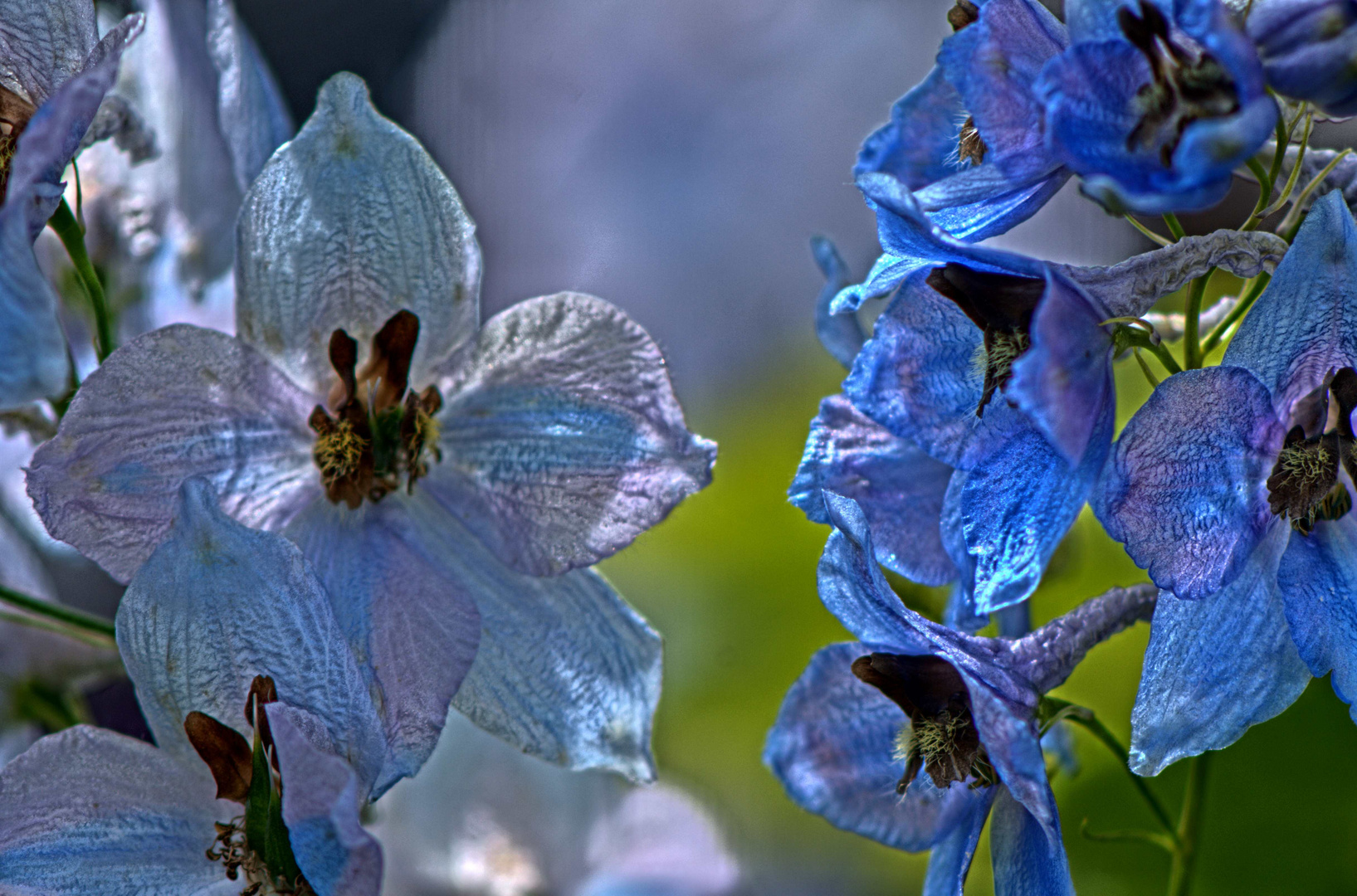 Blauer Ritter