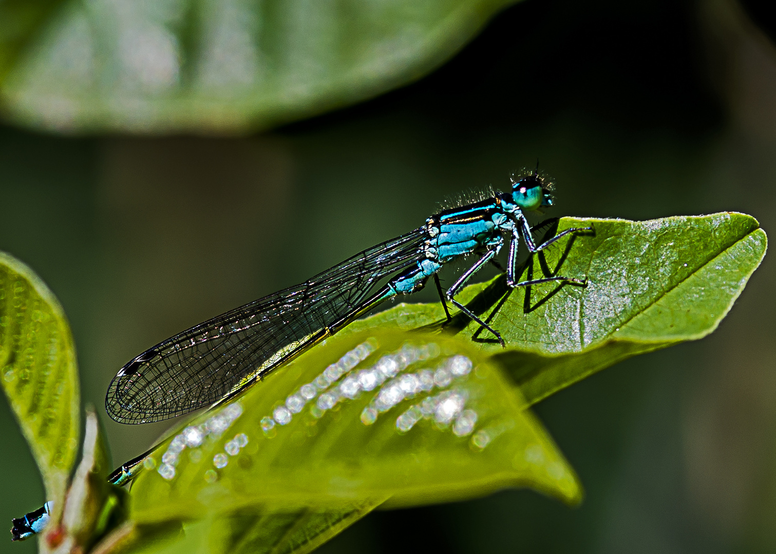 Blauer Ritter