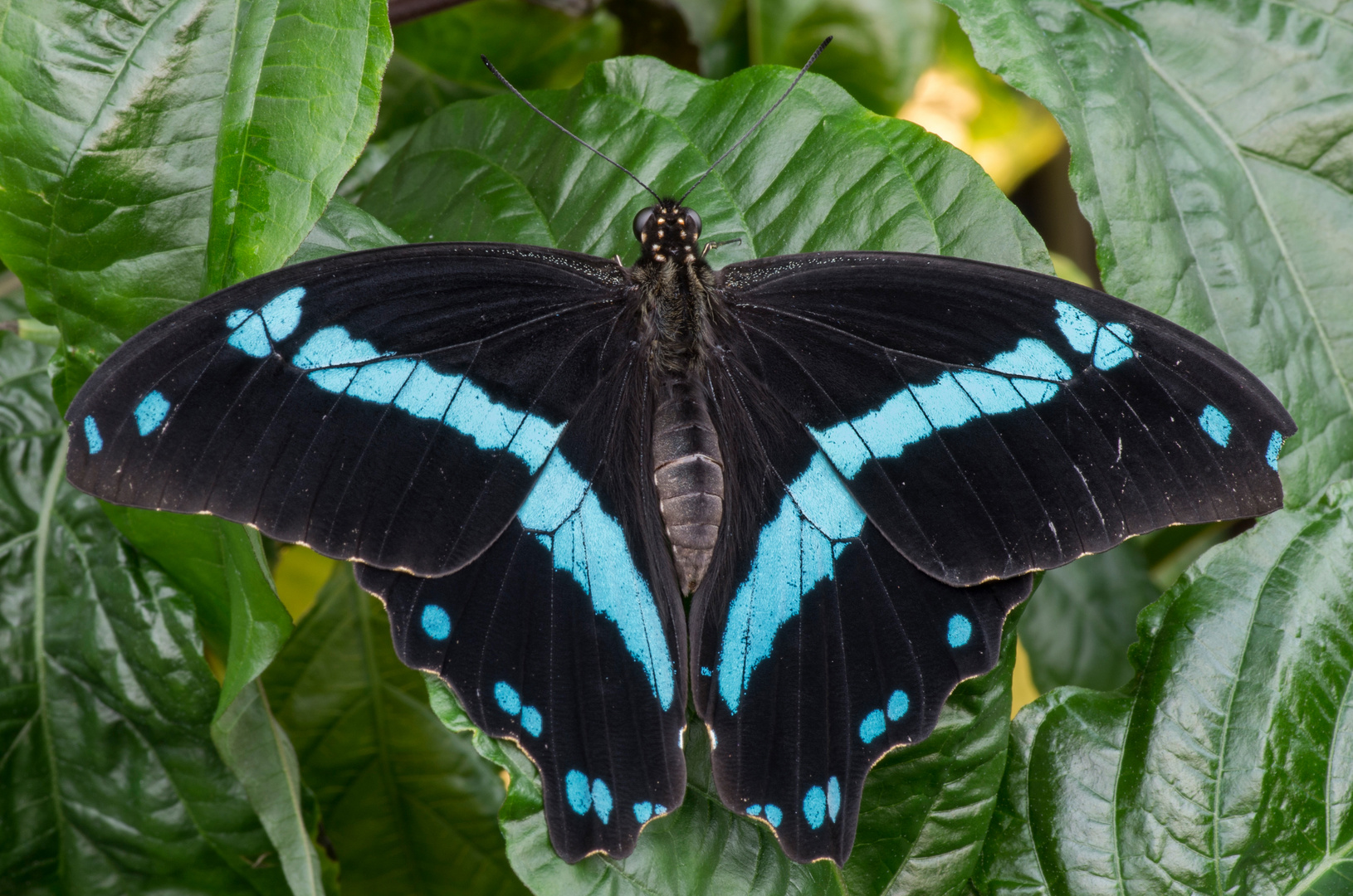 Blauer Ritterfalter aus Afrika