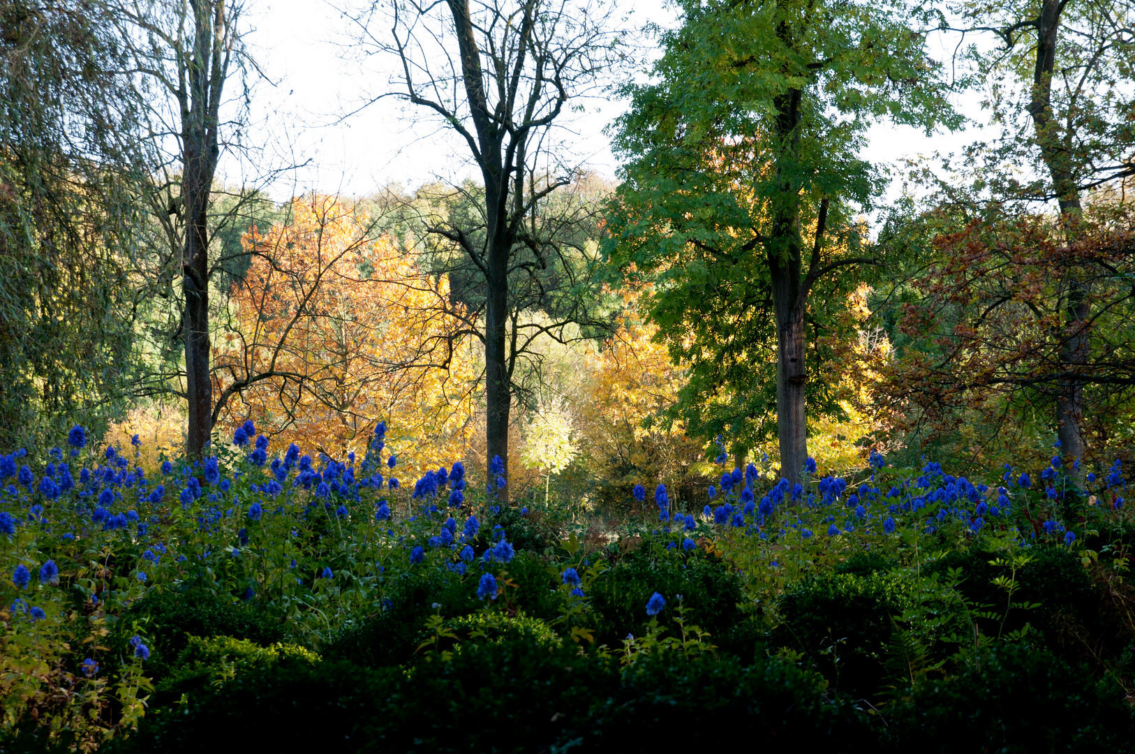 blauer Rittersporn vor herbstlicher Kulisse