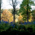 blauer Rittersporn vor herbstlicher Kulisse