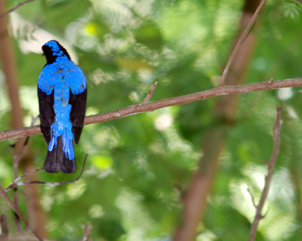 Blauer Rücken Foto & Bild tiere, zoo, wildpark & falknerei, vögel