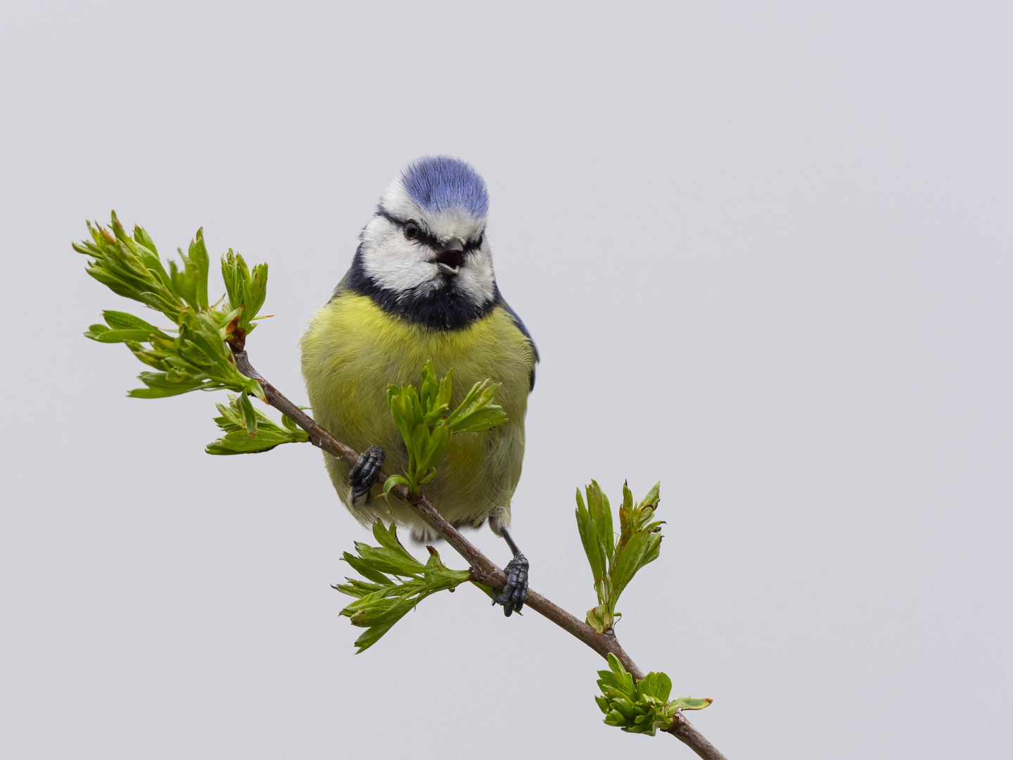 Blauer Sänger