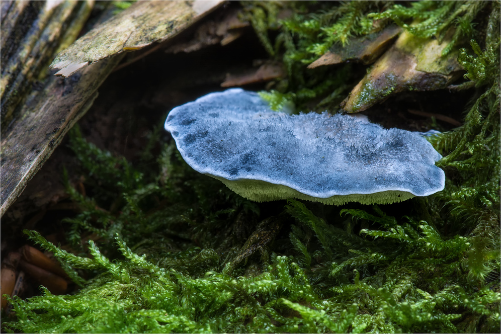 blauer Saftporling (Postia caesia)