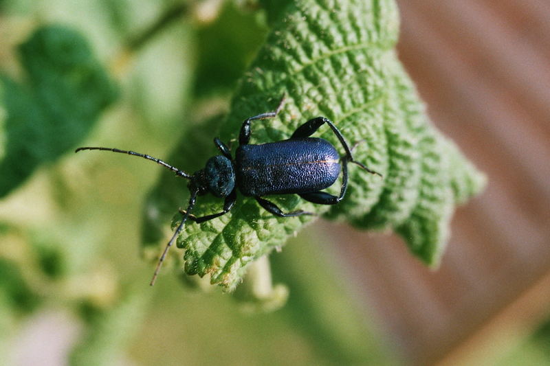 Blauer Scheibenbock(callidium violaceum)