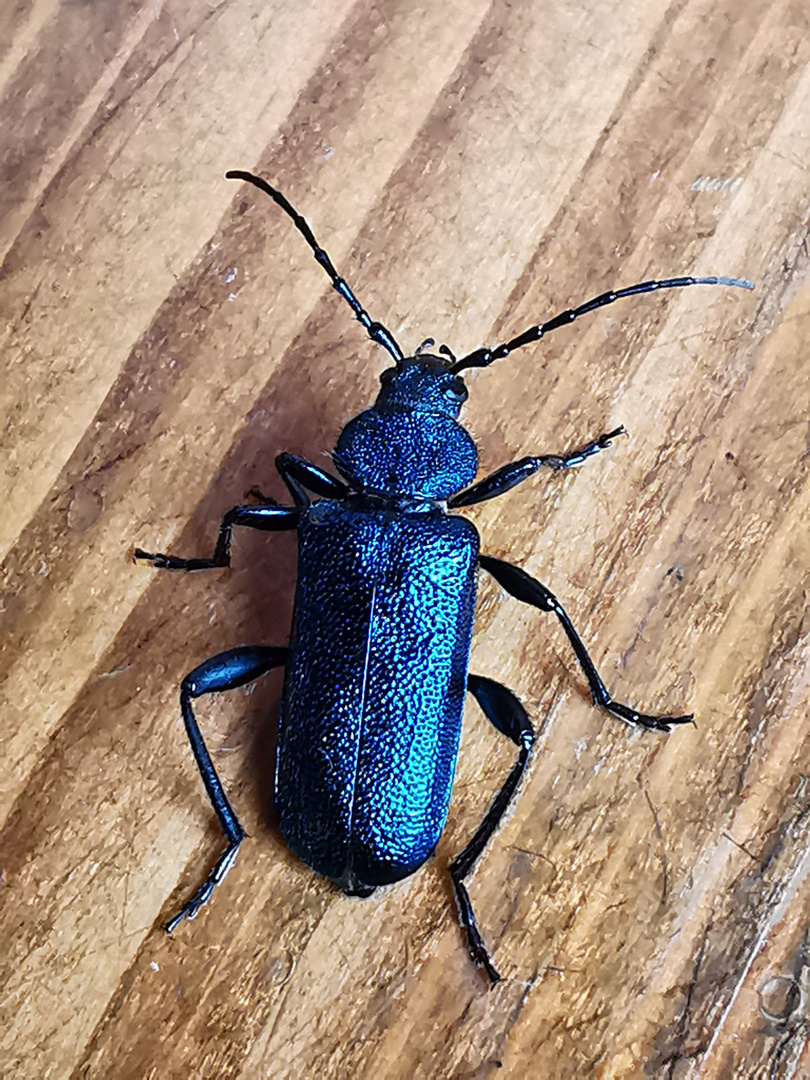 Blauer Scheibenbockkäfer