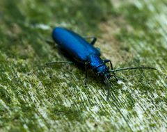 Blauer Scheinbockkäfer ???