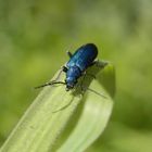 Blauer Scheinbockkäfer (Ischnomera cyanea) auf Weichgras