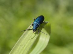 Blauer Scheinbockkäfer (Ischnomera cyanea) auf Weichgras