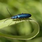 Blauer Scheinbockkäfer (Ischnomera cyanea) auf Weichgras