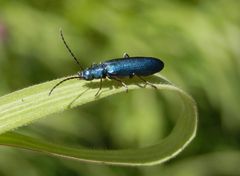 Blauer Scheinbockkäfer (Ischnomera cyanea) auf Weichgras