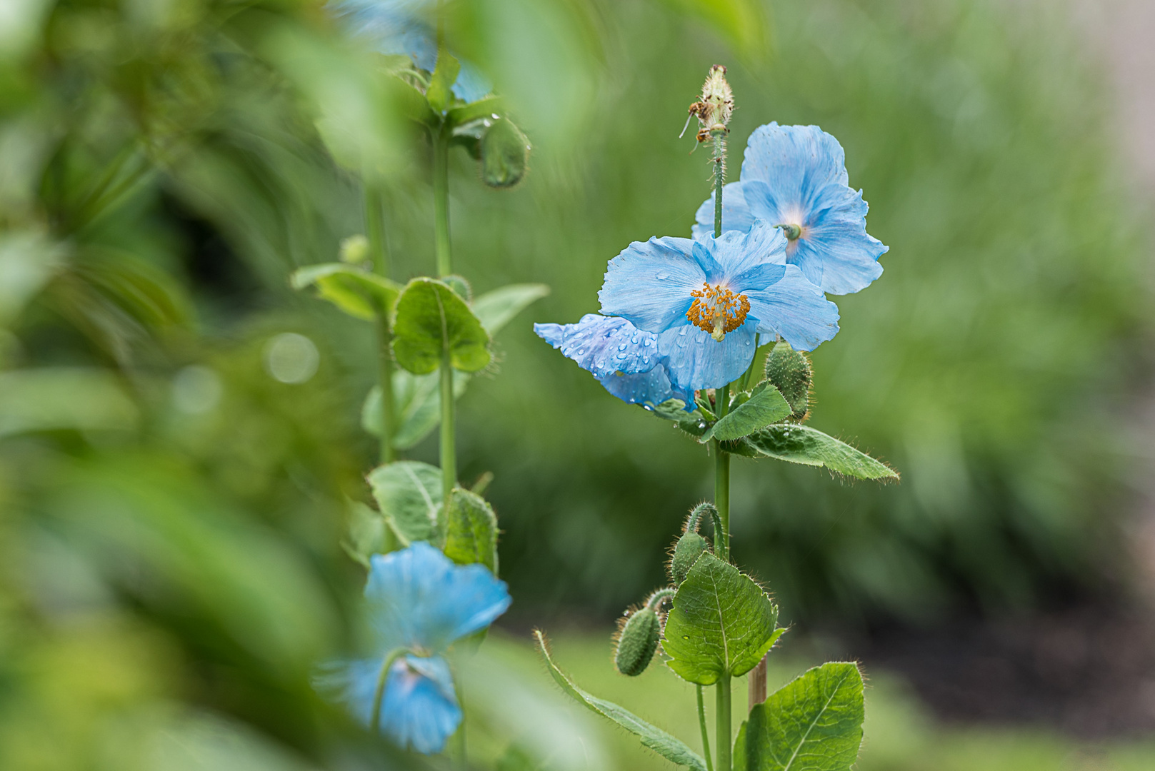 blauer Scheinmohn