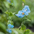 blauer Scheinmohn