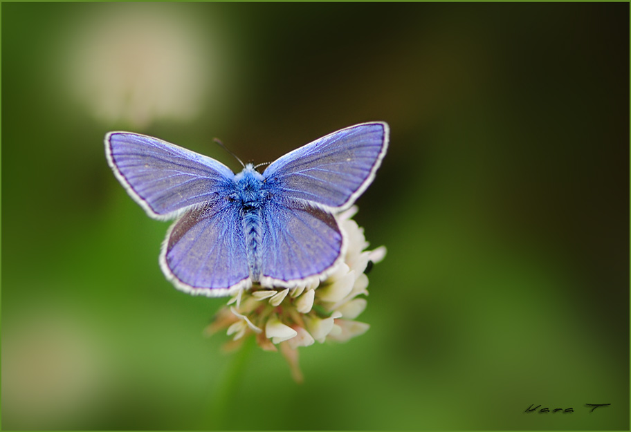 Blauer Schmetterling Foto Bild Tiere Wildlife Schmetterlinge Bilder Auf Fotocommunity