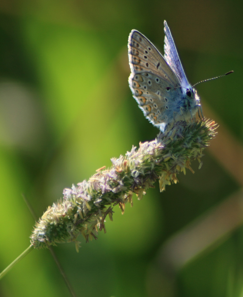 Blauer Schmetterling