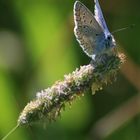 Blauer Schmetterling