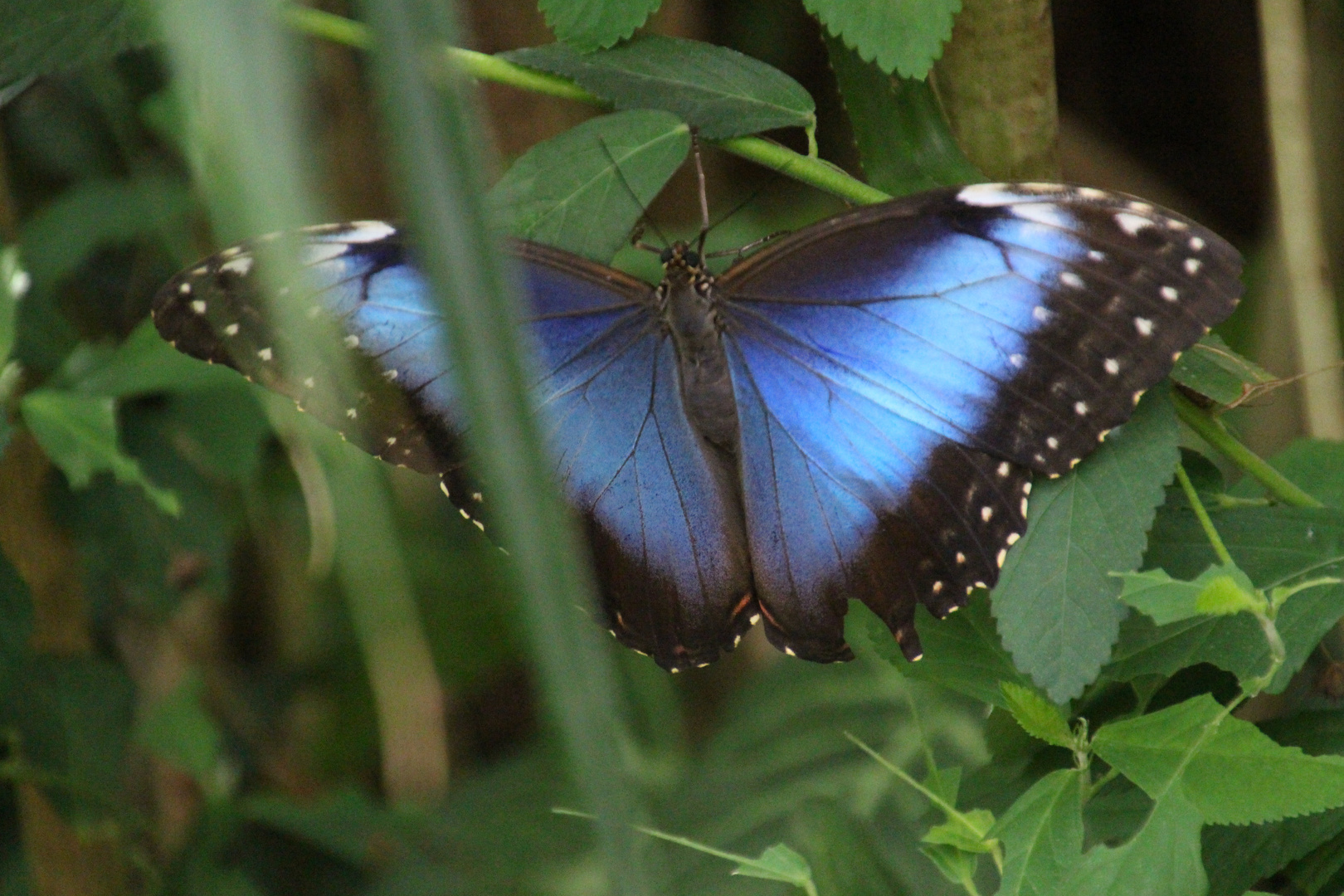 Blauer Schmetterling