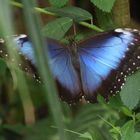 Blauer Schmetterling