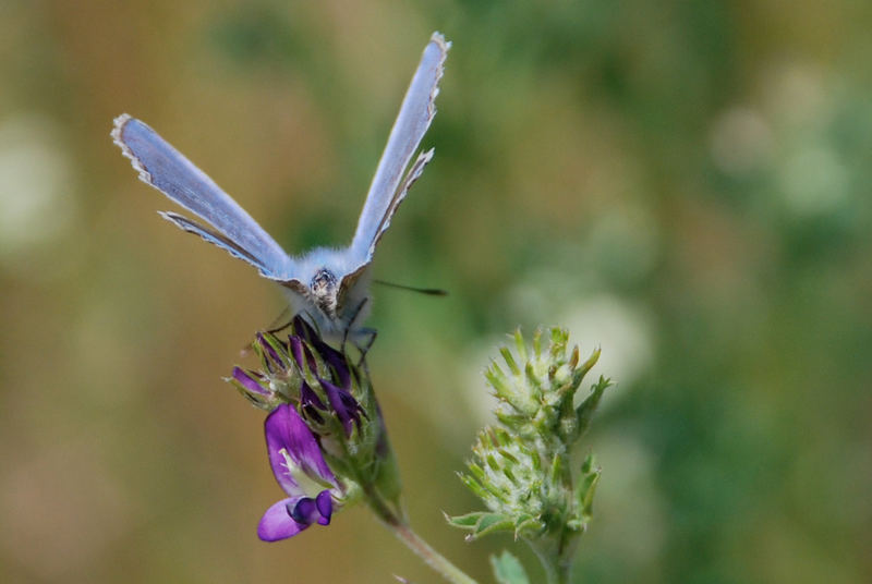 Blauer Schmetterling