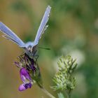 Blauer Schmetterling