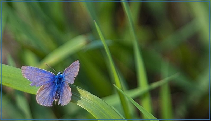 blauer schmetterling