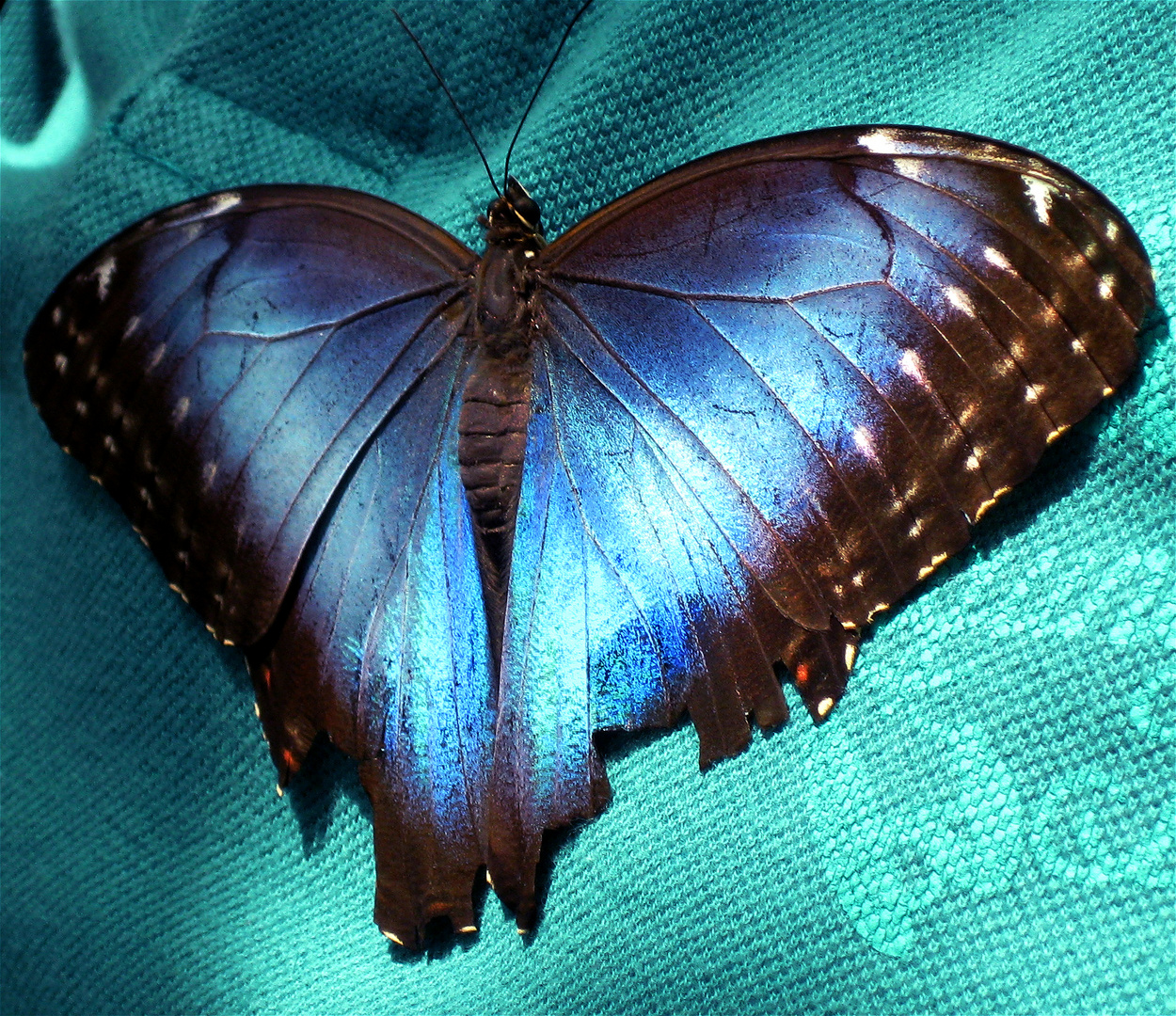 Blauer Schmetterling